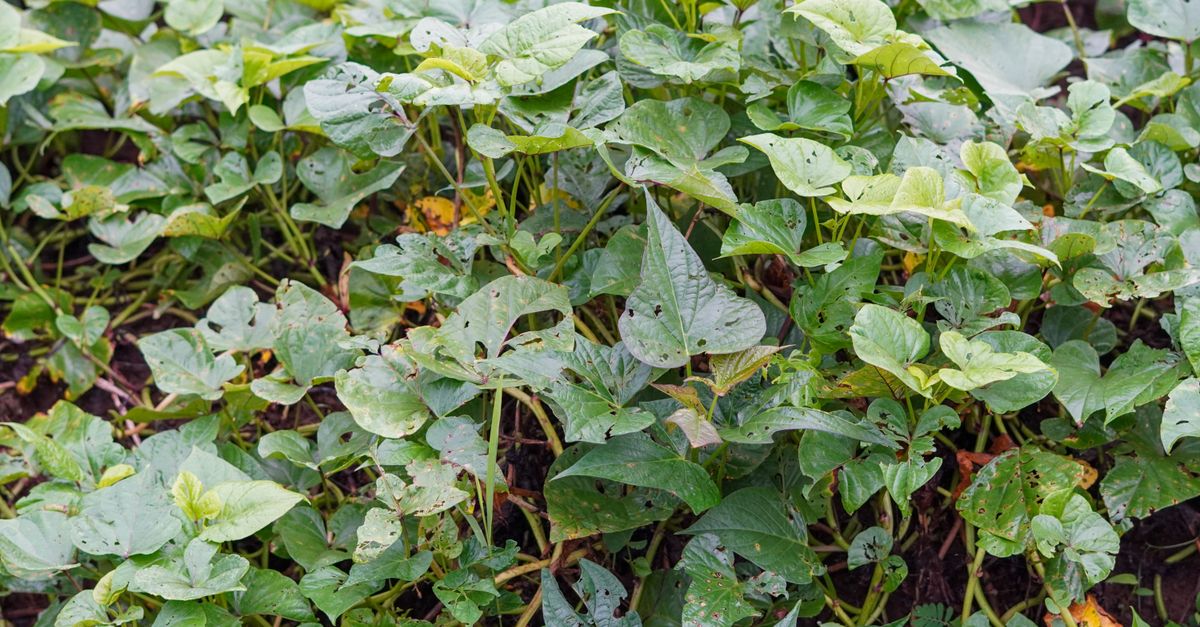 Herbicide (Glyphosate) (Technical) — wholesale Chemicals