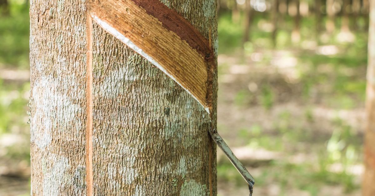 Natural Rubber (STR20) — wholesale Plastics & Rubber